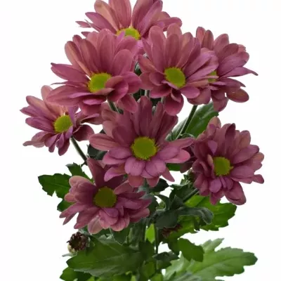 Chrysantéma  T MEMHIS CHERRY 65g