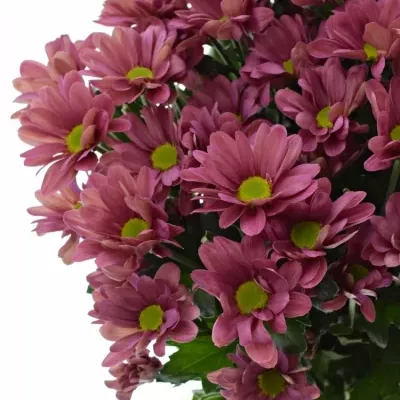 Chrysantéma  T MEMHIS CHERRY 65g