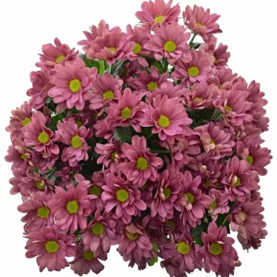 Chrysantéma  T MEMHIS CHERRY 65g