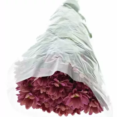 Chrysantéma  T MEMHIS CHERRY 65g