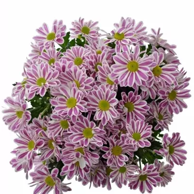 Chrysantéma  T STRIPY 70g