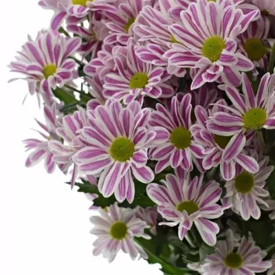 Chrysantéma  T STRIPY 70g