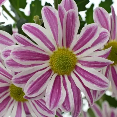 Chrysantéma  T STRIPY 70g