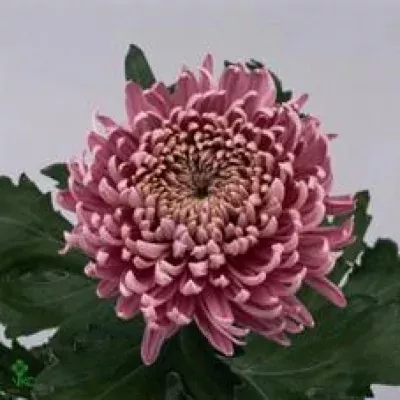 Chrysantéma G BISLET