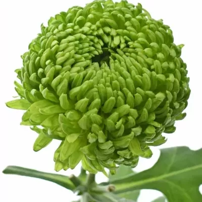 Chrysantéma G BOMBELLINI 80g