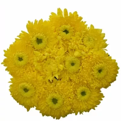 Chrysantéma G CREAMIST GOLDEN 75g