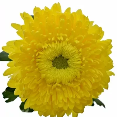 Chrysantéma G CREAMIST GOLDEN 75g