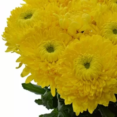 Chrysantéma G CREAMIST GOLDEN 75g