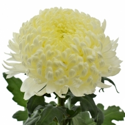 Chrysantéma G FRED SHOESMITH