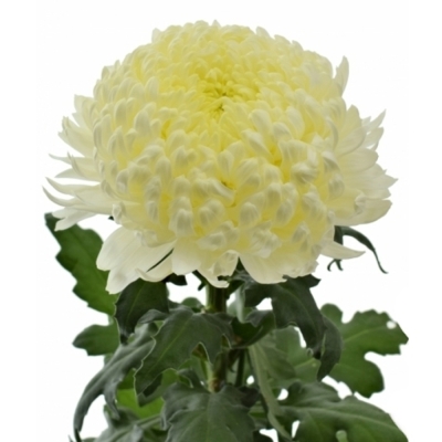 Chrysantéma G FRED SHOESMITH