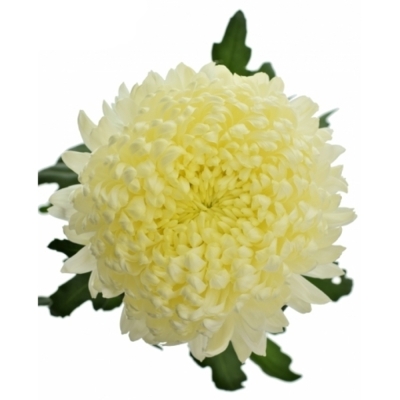 Chrysantéma G FRED SHOESMITH