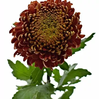 Chrysantéma G HANENBURG 85g