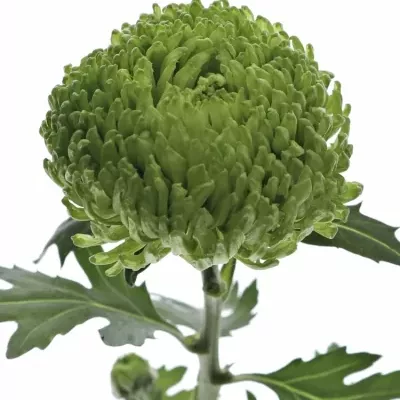 Chrysantema G OFIR 60g