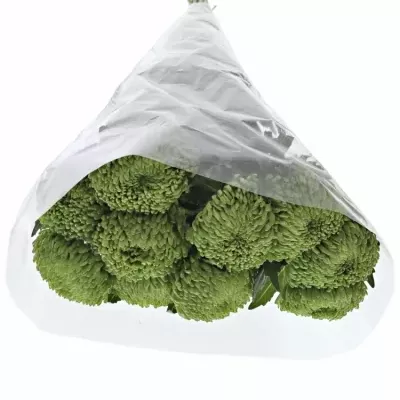 Chrysantema G OFIR 60g