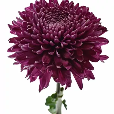 Chrysantéma G REGALM PURPER 65g