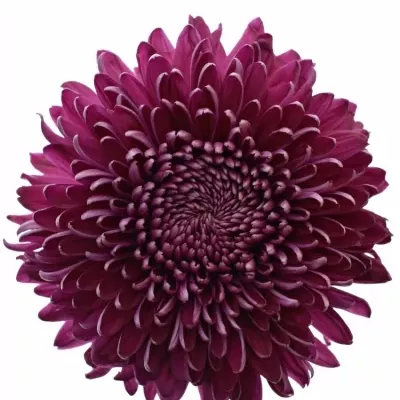 Chrysantéma G REGALM PURPER 65g