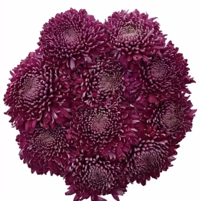 Chrysantéma G REGALM PURPER 65g