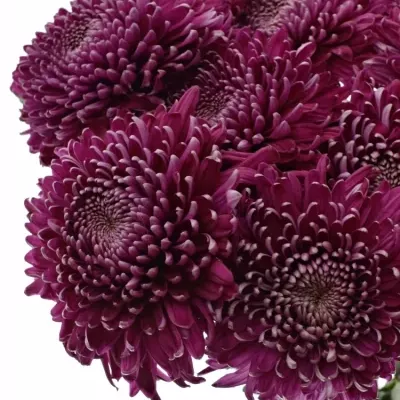 Chrysantéma G REGALM PURPER 65g