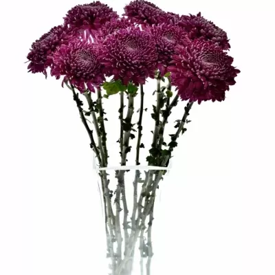 Chrysantéma G REGALM PURPER 65g