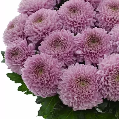 Chrysantéma G VANYA PINK 85g