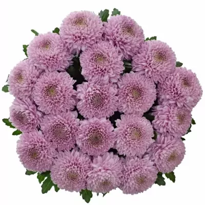 Chrysantéma G VANYA PINK 85g