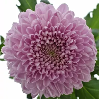 Chrysantéma G VANYA PINK 85g