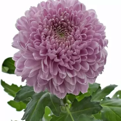 Chrysantéma G VANYA PINK 85g