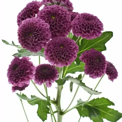 Chrysantéma SAN AAA PURPETTA 110g