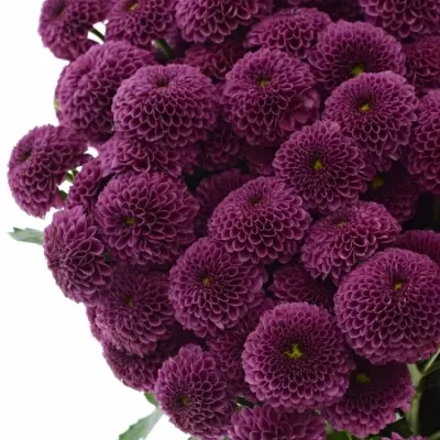 Chrysantéma SAN AAA PURPETTA 110g