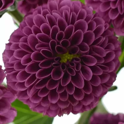 Chrysantéma SAN AAA PURPETTA 110g