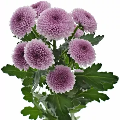 Chrysantéma SAN JAMEY 1100g