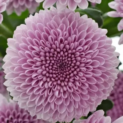 Chrysantéma SAN JAMEY 1100g