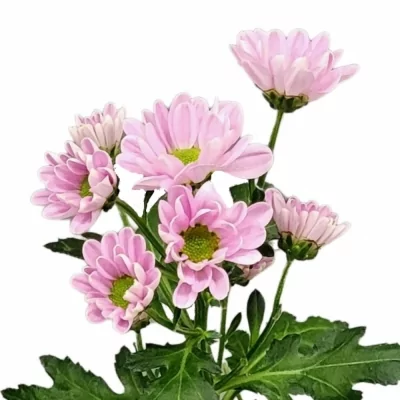 Chrysantéma SAN ROSSI PINK