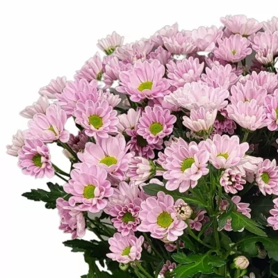 Chrysantéma SAN ROSSI PINK