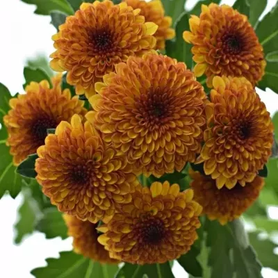 Chrysantéma SAN TAMMY 700g