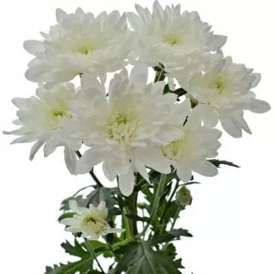 Chrysantéma T AVIATOR 90g 