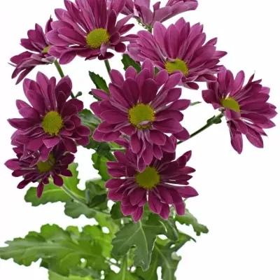 Chrysantéma T FELINE 75g