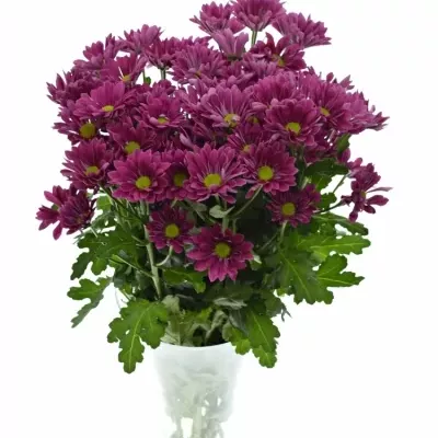 Chrysantéma T FELINE 75g