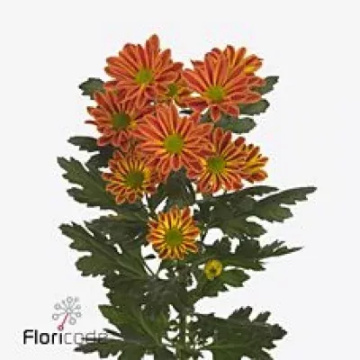 Chrysantéma T JORDI RED