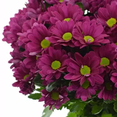 Chrysantéma T MEMPHIS DARK 85g