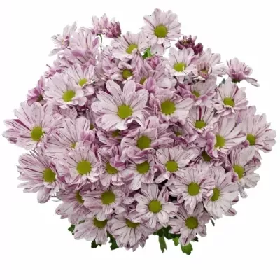 Chrysantéma T PETTICOAT 70g