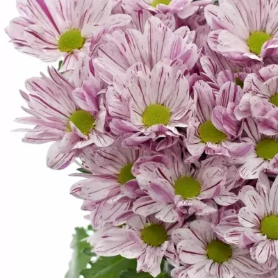 Chrysantéma T PETTICOAT 70g