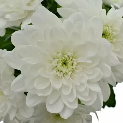 Chrysantéma T PINA COLADA 65g