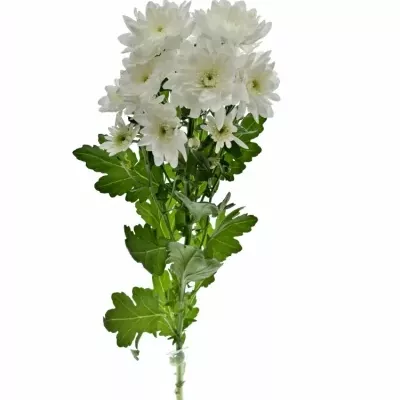 Chrysantéma T PINA COLADA 65g