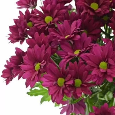 Chrysantéma T PURPLE STAR 95g