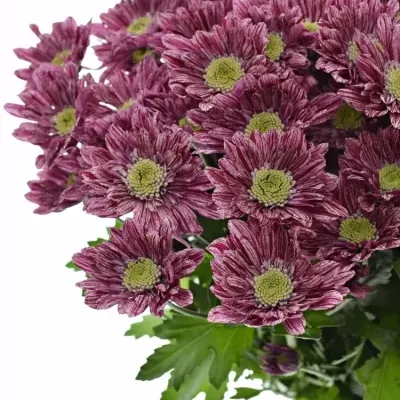 Chrysantéma T SERENITY 75g