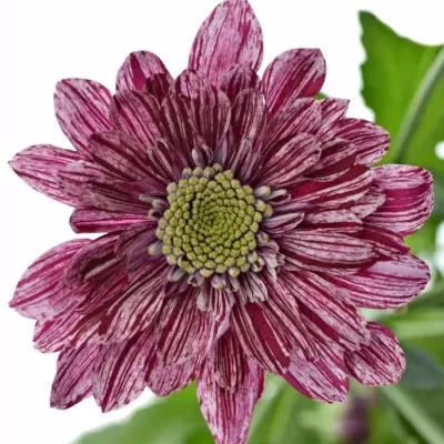 Chrysantéma T SERENITY 75g