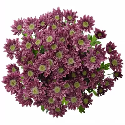 Chrysantéma T SERENITY 75g