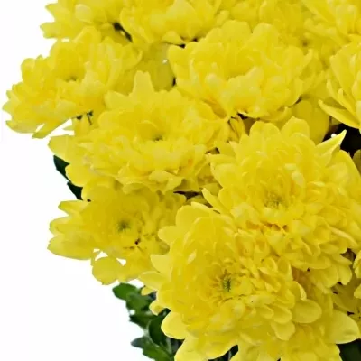 Chrysantéma T ZEHNYA SUNNY 75g