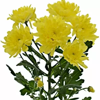 Chrysantéma T ZEHNYA SUNNY 75g